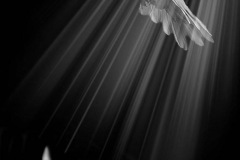 IMG_1239